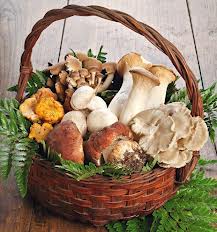 Raccolta funghi